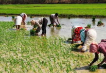 राजस्थान के किसानों को मिली राहत, गर्मी की मार से उबरने के उपाय राजस्थान के किसानों को मिली राहत, गर्मी की मार