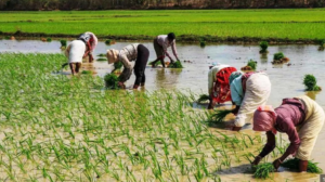 राजस्थान के किसानों को मिली राहत, गर्मी की मार