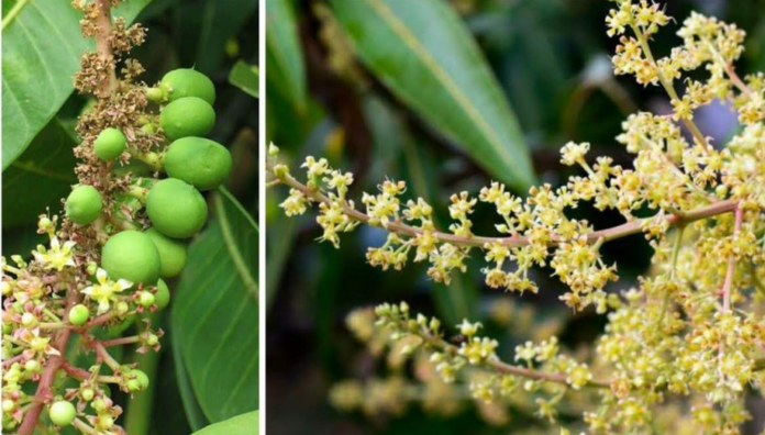 आम के मौर पर कीटों का खतरा